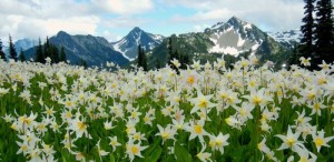 Olympic  wildflowers