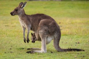 kangaroo-female