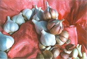 rose garlic