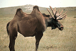 Bactrian Moose