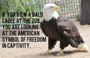 eagle in the zoo