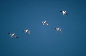 GEESE