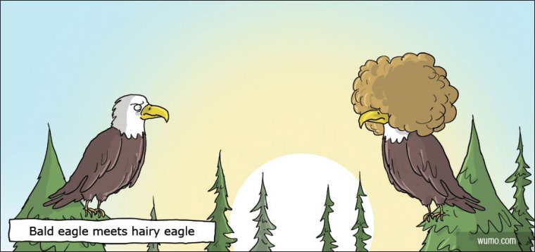 eagles