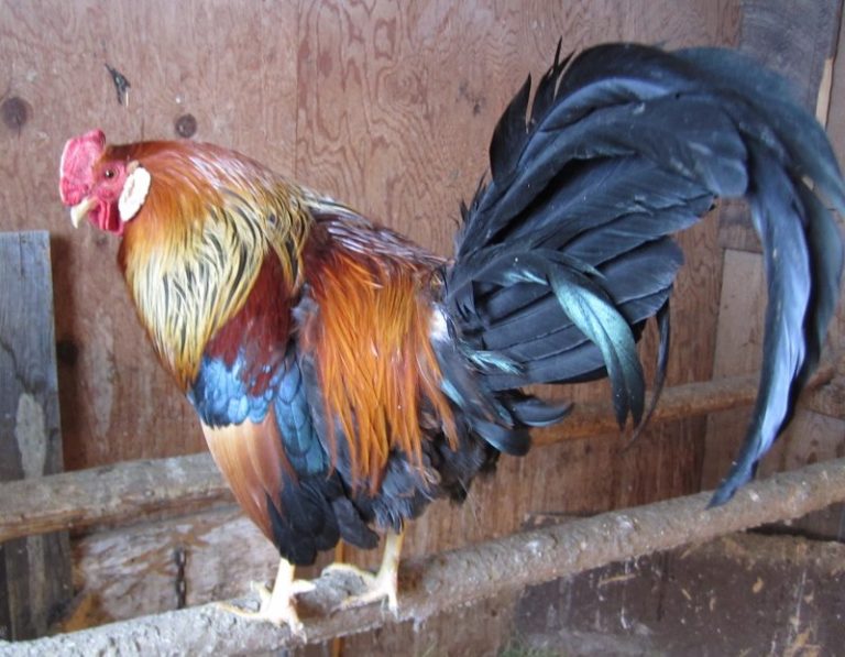 Jersey Giant rooster THE SENFT GENEALOGY AND RECIPE PAGES